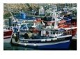 Fishing Boats Docked in the Harbour, La Turballe, Pays De La Loire, France