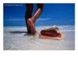Female Feet and Conch Shell on a Pink Sand Beach, Pink Sands Beach, Harbour Island, Bahamas