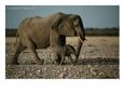 Mother and Calf Elephants Walking, Etosha National Park, Namibia