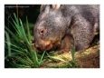 Wombat (Family Vombatidae), Australia