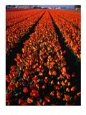 Tulip Bulb Field in Spring, Leiden, Netherlands