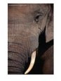 Tusk and Trunk Detail of an Elephant in the Addo Elephant Park,Eastern Cape, South Africa