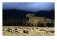 Low Cloud Hangs Over Zebra and Wildebeest at Ngorongoro Crater, Arusha, Tanzania