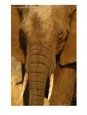 Elephant (Loxodonta Africana), Tarangire National Park, Tanzania
