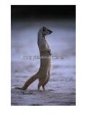Yellow Mongoose, or Meerkat Standing on Its Hind Legs, Kgalagadi Transfrontier Park, South Africa