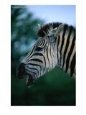 Portrait of Common Zebra (Equus Quagga), Hluhluwe-Umfolozi Park, South Africa