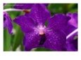 An Exotic Orchid at an Orchid Farm Near the Volcano, Hawaii (Big Island), Hawaii, USA