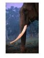 Large "Tusker" Male Elephant, Royal Chitwan National Park, Narayani, Nepal