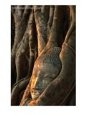 Buddha Head Inbedded in Roots at Wat Phra Mahathat, Ayuthaya, Thailand