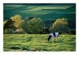 Cow in Field in Sinarpsdalen Valley, Above Bastad, Sweden