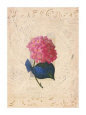 Garden Botanical ll