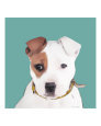 American Staffordshire Terrier Pup