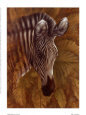 Safari Zebra