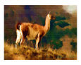 The Great Llama of South America