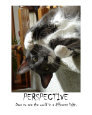 Perspective Cats & Kittens Non-Pedigreed Cats