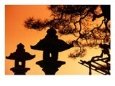 Japanese Lanterns and Tree Branches