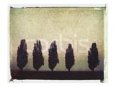 Five Poplars
