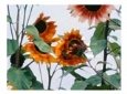 Orange Flowers