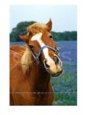 Horse Portrait