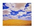 White Clouds Over Wheat Field