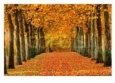 Sycamore Trees in Autumn