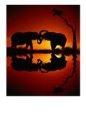 Reflection of Silhouetted Elephants