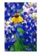Coreopsis and Bluebonnets