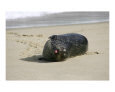 Seal on beach "hamming it up"