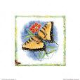Graceful Butterfly
