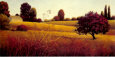 Golden Fields