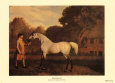Gimcrack (Race Horse)
