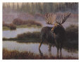 Misty Morning Moose