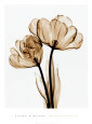 Parrot Tulips II