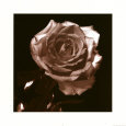 Open Rose