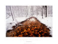 Autumn Passage