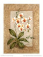 Orchid Fresco I
