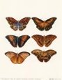 Butterfly Panel II