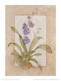 Orchid Fresco III