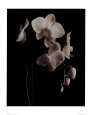 Orchid Study II