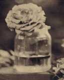 Rose Jar III