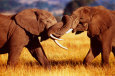 African Elephants Sparring