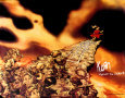 Korn - Follow the Leader