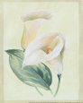 Calla Lily I