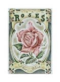 Hybrid Roses