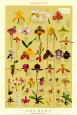 Orchids