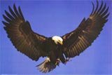 Eagle in Flight