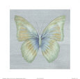 Wings Bugs & Insects Butterflies & Moths