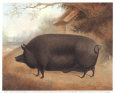 Bacon Hog