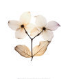 Dogwood I