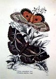 Vignetted Butterflies, No. 2